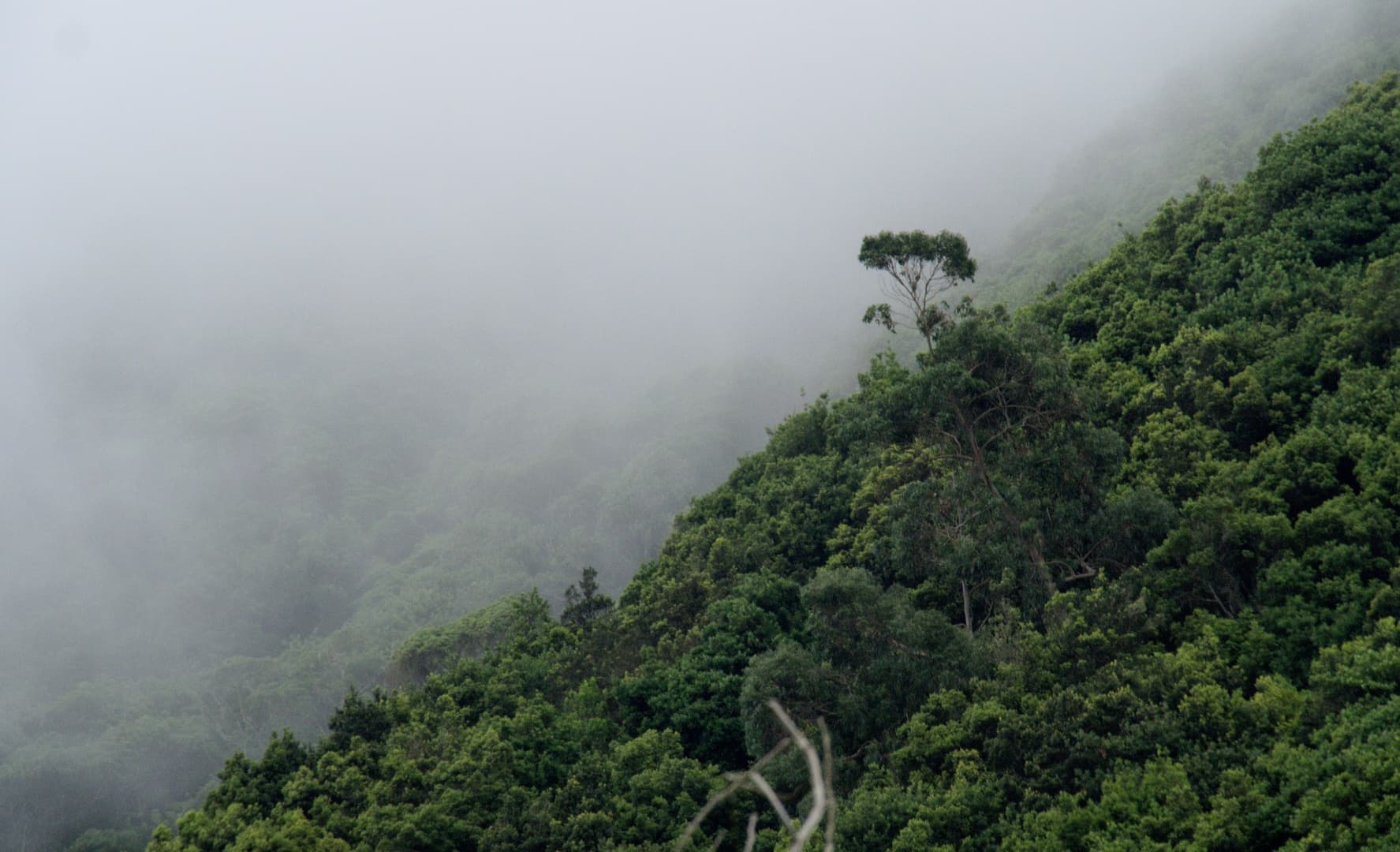 Madeira Tree